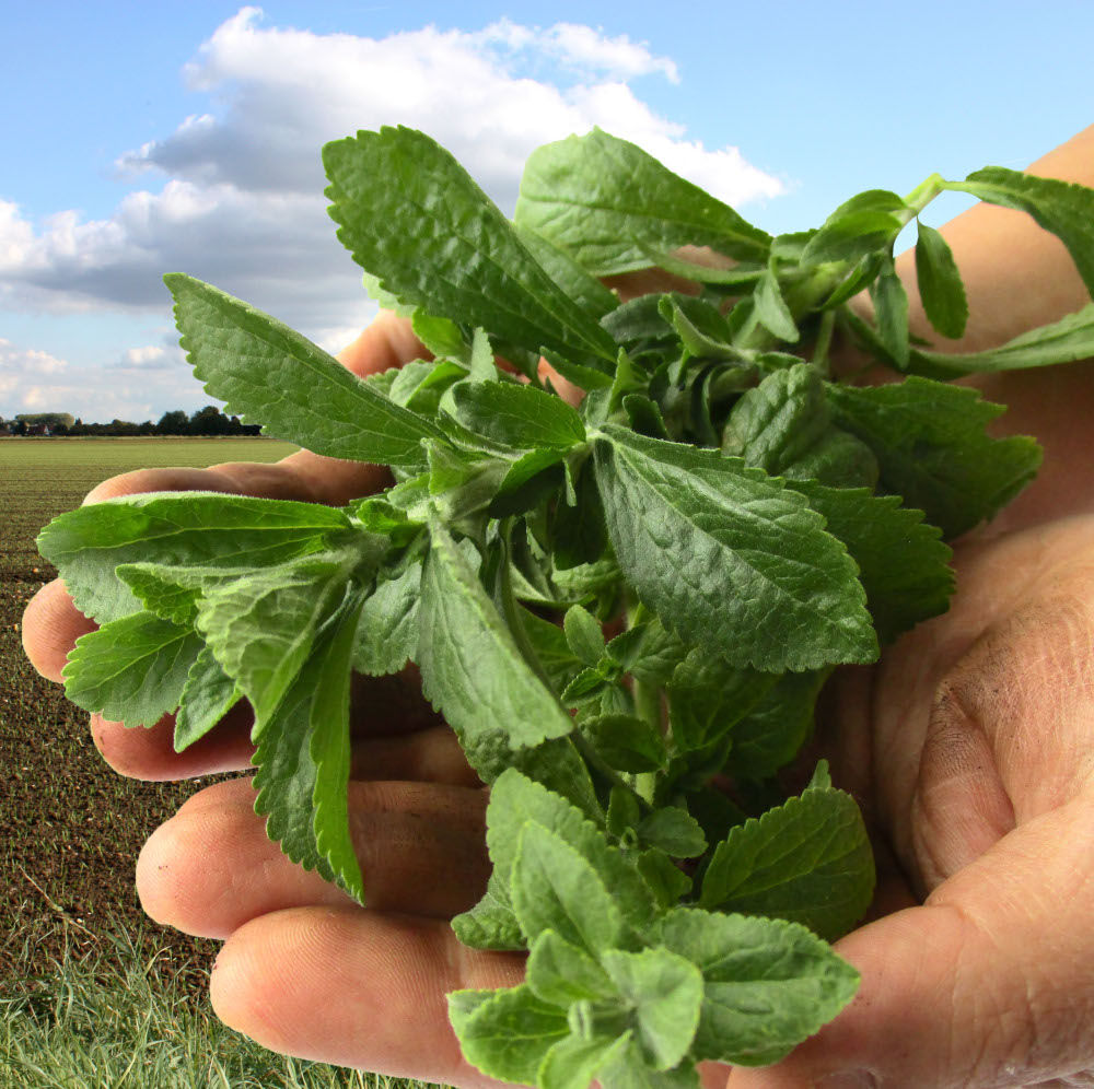 stevia blätter kaufen blaetter blatt stevia group bio organic steviapura