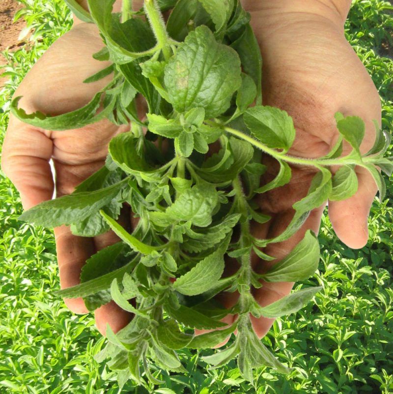 Stevia Blätter Stevia Group Premium Produkte und Rohstoffe