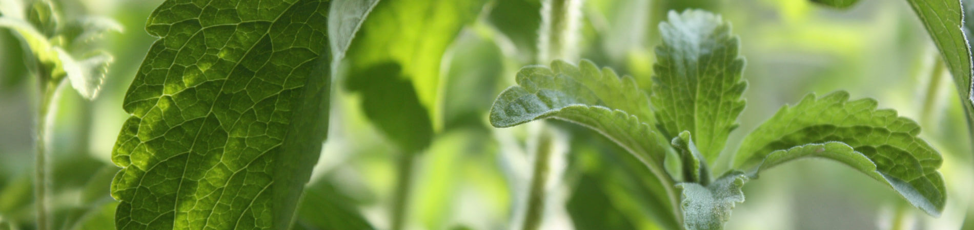 High quality plant-based stevia sweeteners and extracts