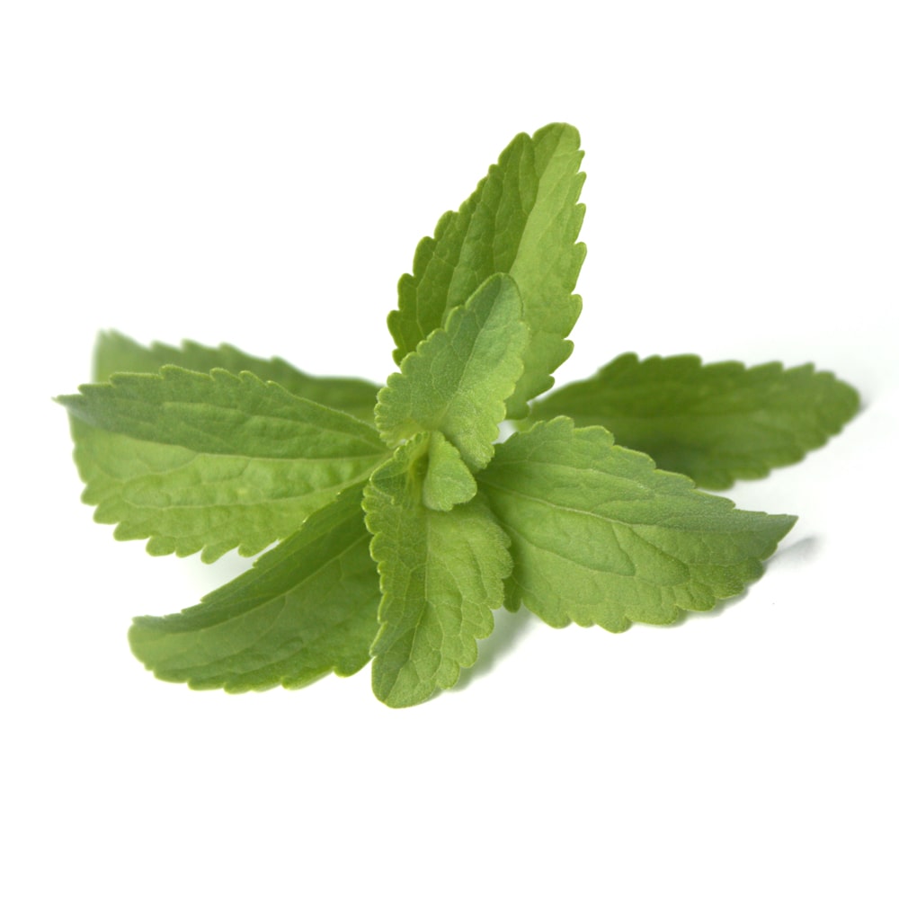 Blätter der Stevia-Pflanze Blätter der Stevia-Pflanze