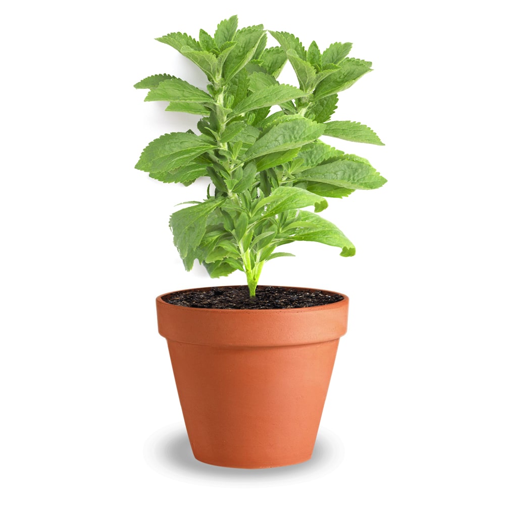 Die Stevia Pflanze Stevia rebaudiana