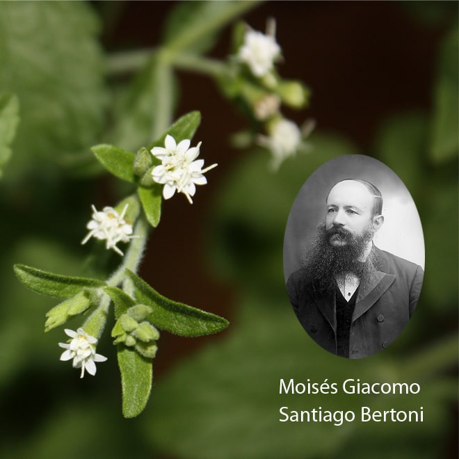 Ursprung der Stevia Pflanze