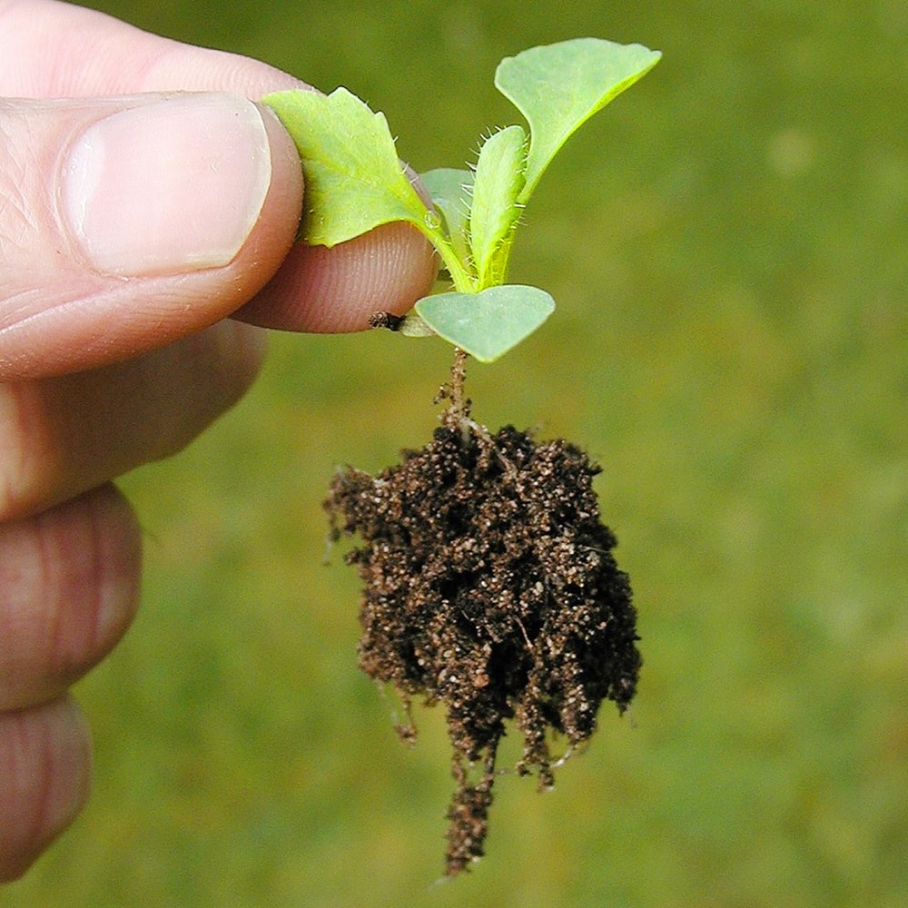 Kleine Stevia Pflanze, Setzling in den Fingern