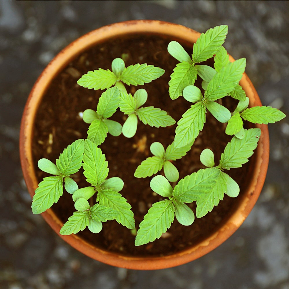 Kleine Stevia Pflanzen nach der Aussaat im Topf Kleine Stevia Pflanzen nach der Aussaat im Topf