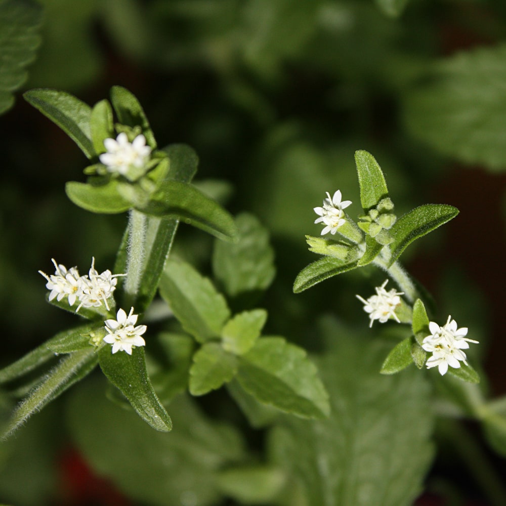 Die Stevia Pflanze Stevia rebaudiana
