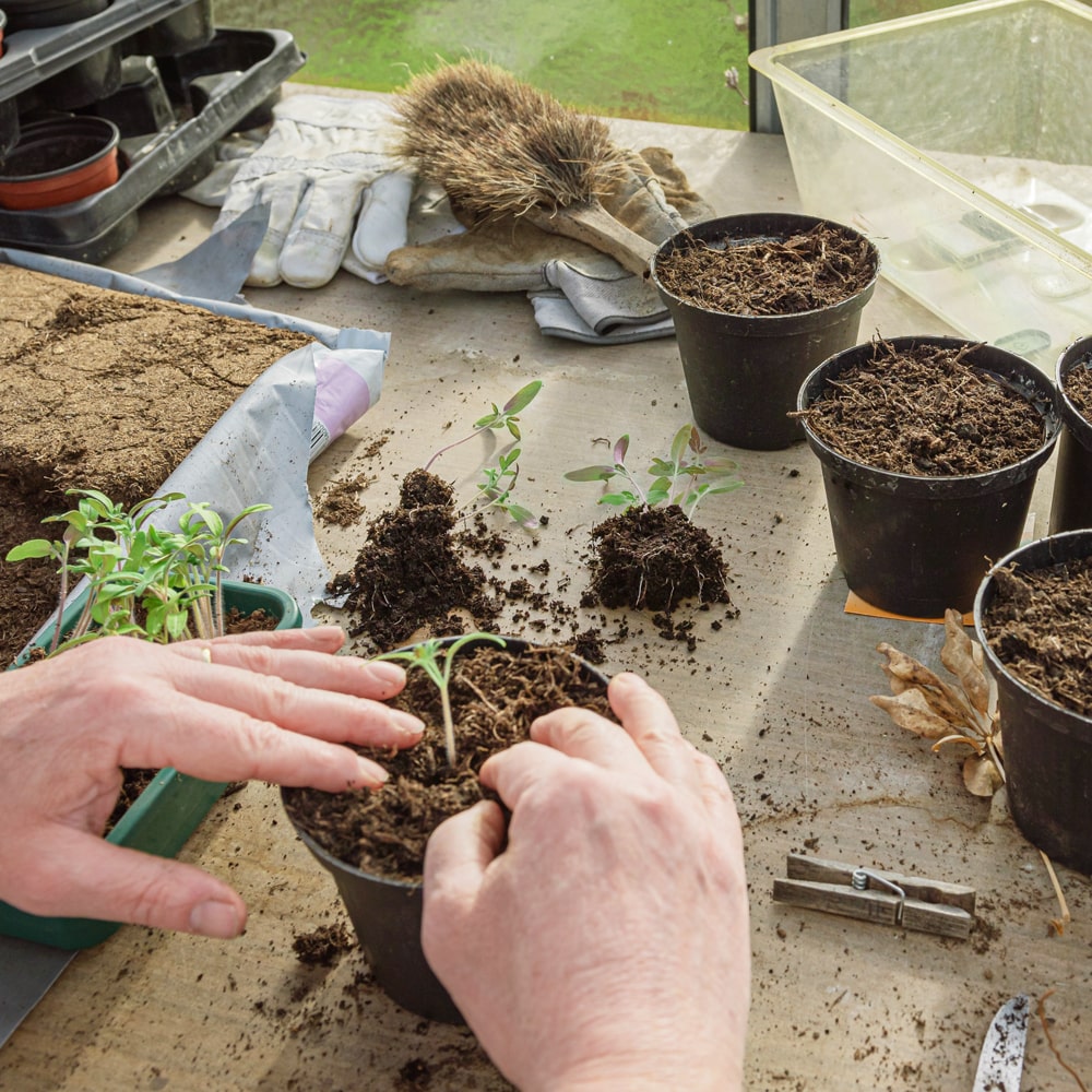 Stevia Keimlinge pikieren und in Töpfe pflanzen Stevia Keimlinge pikieren und in Töpfe pflanzen