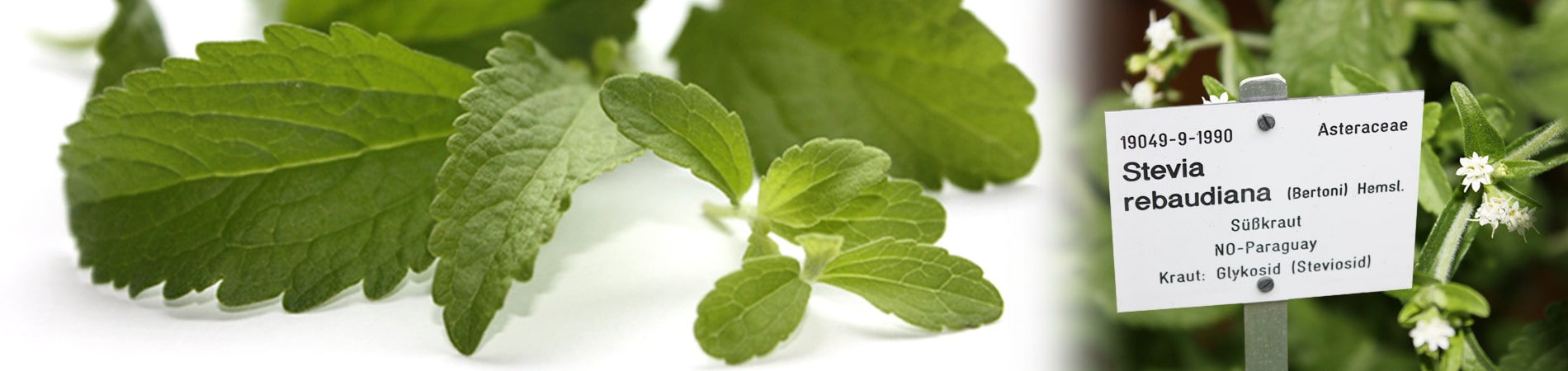 The home of the Stevia plant is Paraguay. Stevia rebaudiana is the botanical name and the plant is also called sweet leaf The home of the Stevia plant is Paraguay. Stevia rebaudiana is the botanical name and the plant is also called sweet leaf